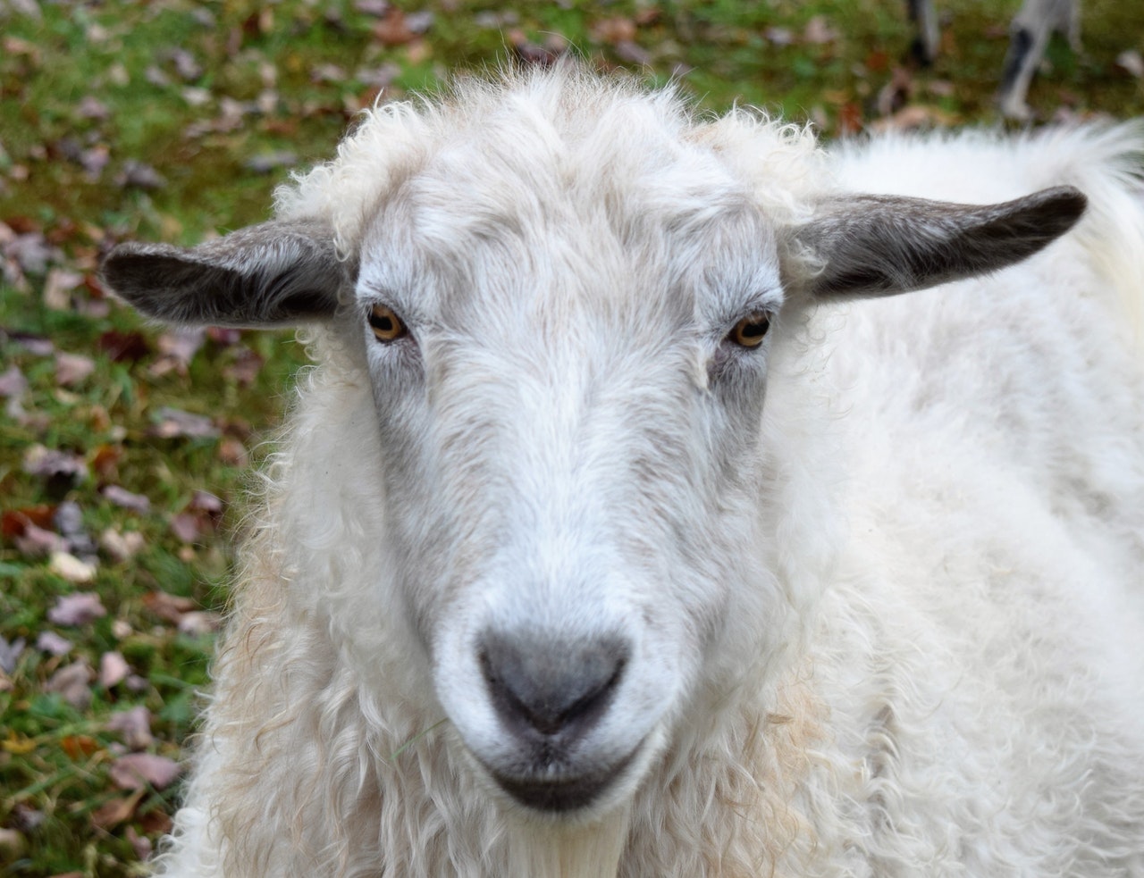 white-sheep-on-green-grass-693151